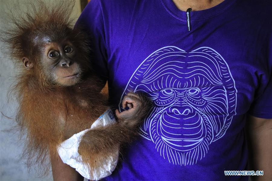 INDONESIA-WEST ACEH-INTERNATIONAL ORANGUTAN DAY