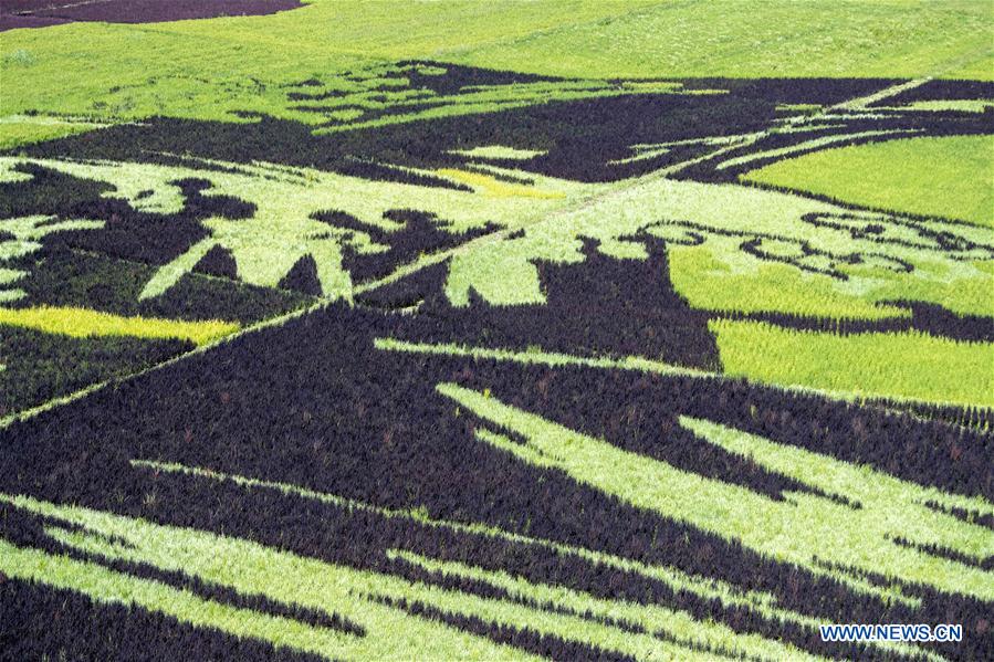 CHINA-XINJIANG-QAPQAL-RICE FIELDS-TOURISM (CN)