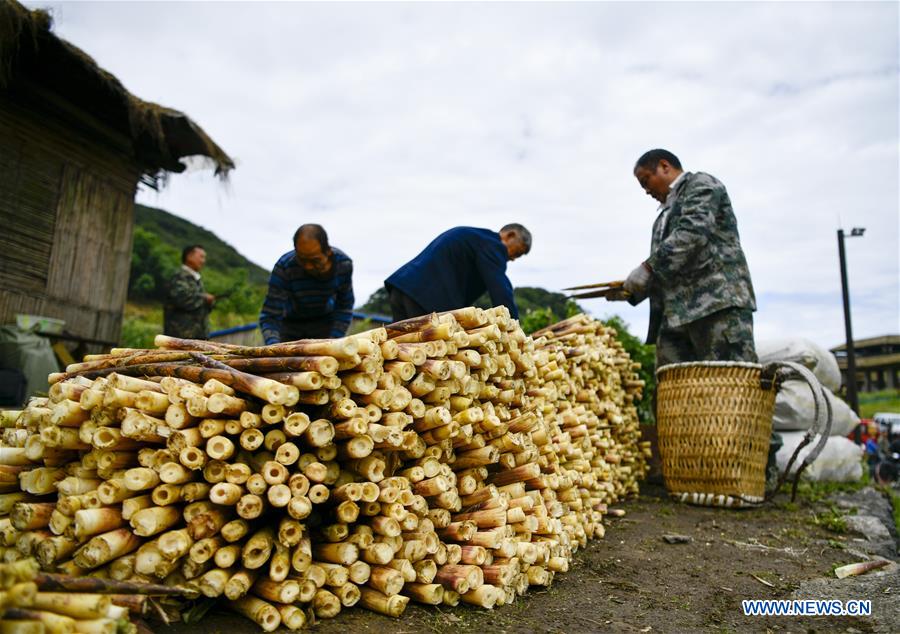 CHINA-CHONGQING-NANCHUAN-BAMBOO SHOOTS-COLLECTOR (CN)