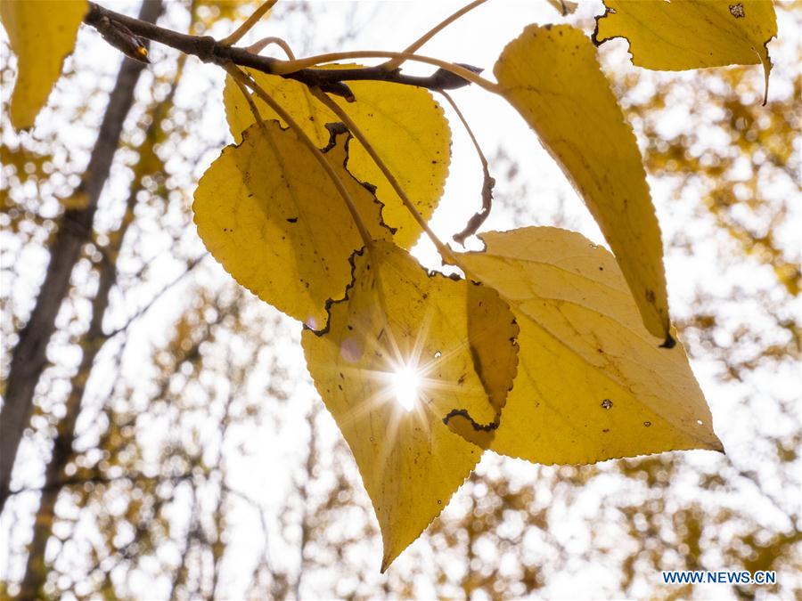 CHINA-TIBET-LHASA-AUTUMN SCENERY (CN)