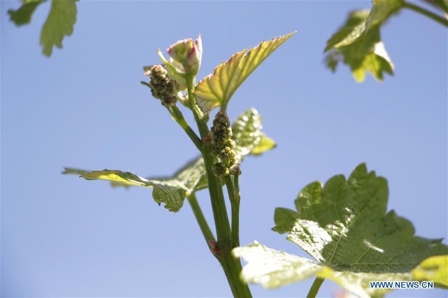 AUSTRALIA-ADELAIDE-WINEMAKER-CIIE