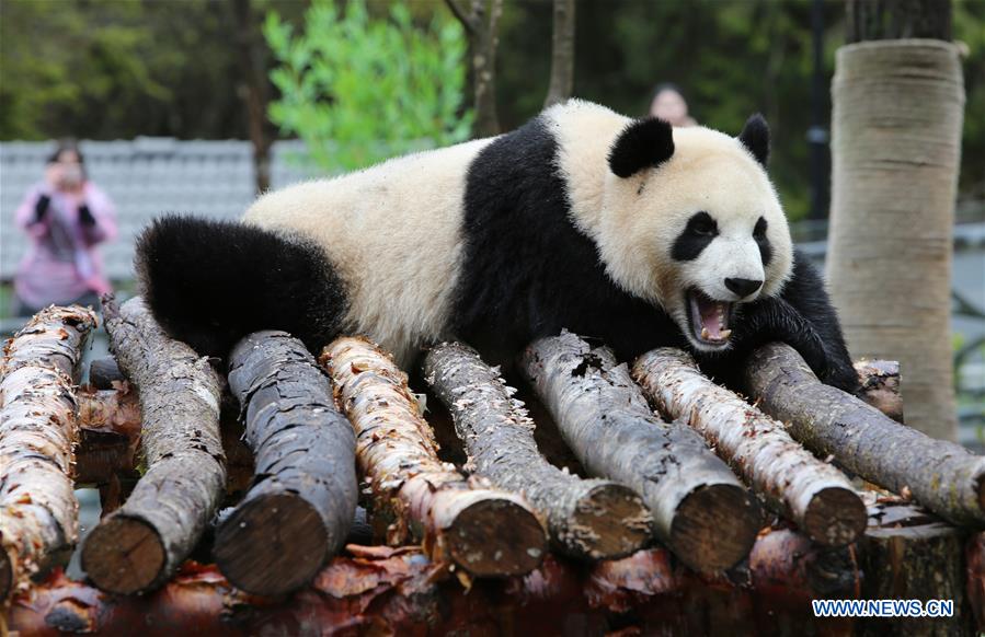 CHINA-SICHUAN-JIUZHAIGOU-GIANT PANDA (CN)