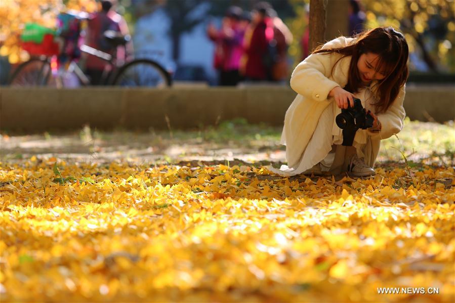 CHINA-BEIJING-TSINGHUA UNIVERSITY-AUTUMN SCENERY (CN)