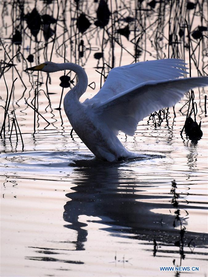 CHINA-HENAN-SANMENXIA-WHITE SWANS (CN)