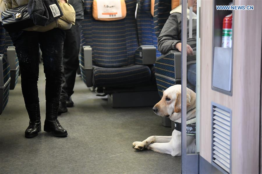 CHINA-SHAANXI-XI'AN-GUIDE DOG-SPRING FESTIVAL TRAVEL RUSH (CN)