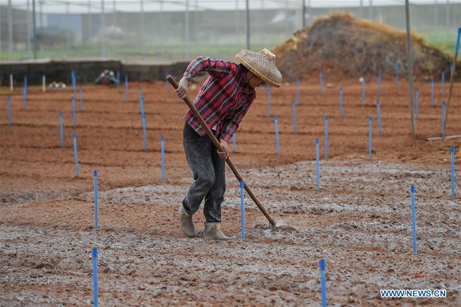 CHINA-HAIKOU-FARMING(CN)