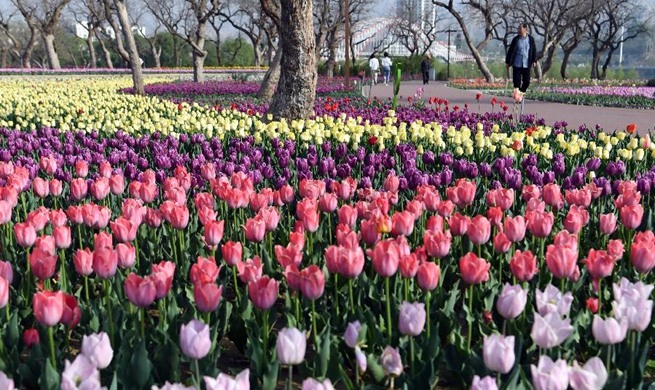 Visitors enjoy tulips in northwest China's Gansu