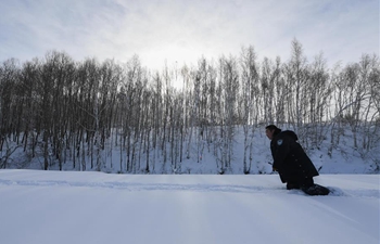 Pic story: dedicated forest ranger in north China's Inner Mongolia