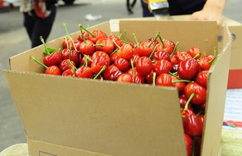 Cherry planting benefits local farmers in Yantai, east China