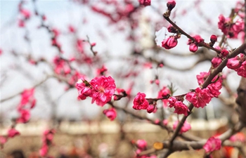 Peach flower festival attracts visitors in Pinggu District, Beijing