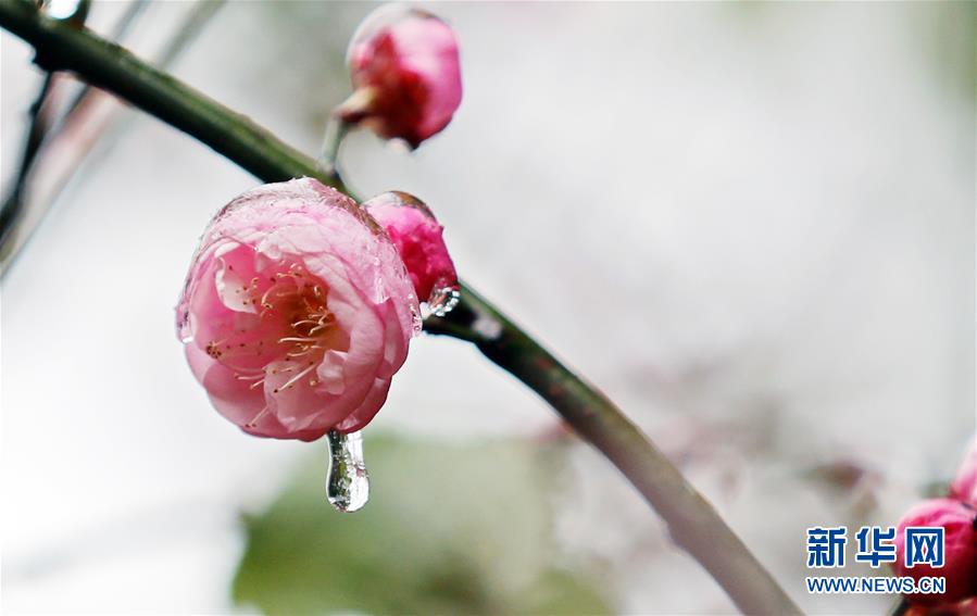 #（视·觉）（3）犹有花枝俏