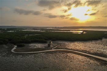 十年树木、红树成林——“海上森林”回归记